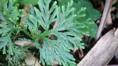 Selaginella doederleinii
