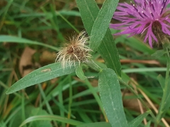 Centaurea rhaetica