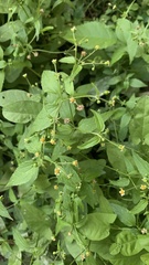 Galinsoga parviflora