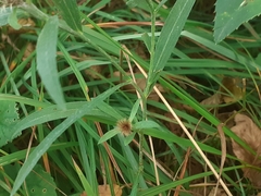 Centaurea rhaetica