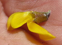 Wiborgiella mucronata