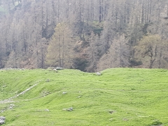 Marmota marmota