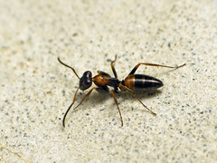Opisthopsis pictus lepidus