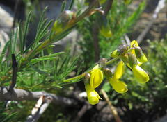 Wiborgiella mucronata