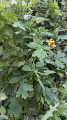 Chelidonium majus