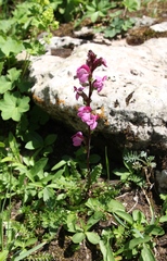 Pedicularis nordmanniana