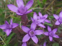 Gentianella anisodonta