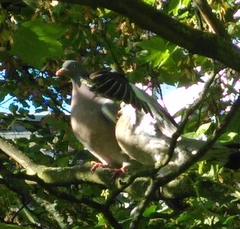Columba palumbus