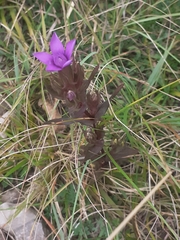 Gentianella anisodonta