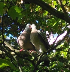 Columba palumbus
