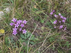 Gentianella anisodonta