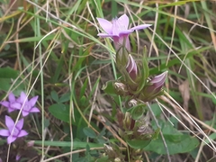 Gentianella anisodonta