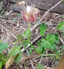 Helminthotheca echioides