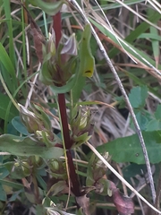 Gentianella anisodonta