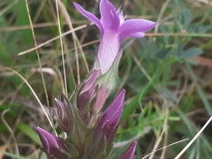 Gentianella anisodonta