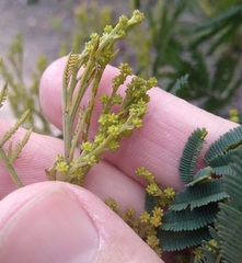 Acacia parvipinnula