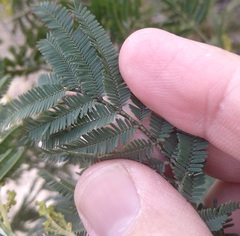 Acacia parvipinnula