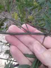 Acacia parvipinnula