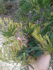 Acacia parvipinnula