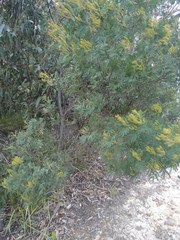 Acacia parvipinnula