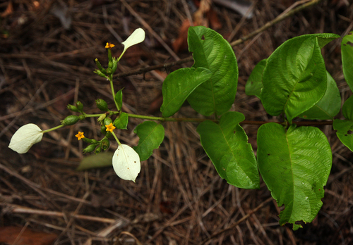 Mussaenda nannanii