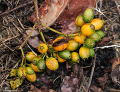 Mussaenda nannanii