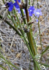 Dampiera sacculata
