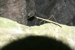 Asceles