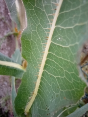 Lactuca serriola