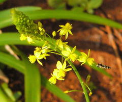 Ischiodon aegyptius