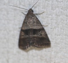 Ozarba punctigera