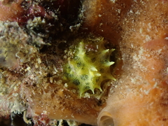 Aplysilla sulfurea