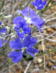 Dampiera sacculata