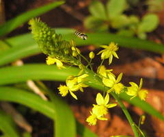 Ischiodon aegyptius