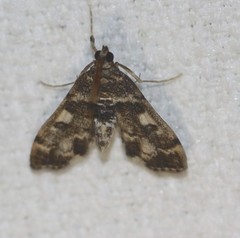 Nacoleia rhoeoalis