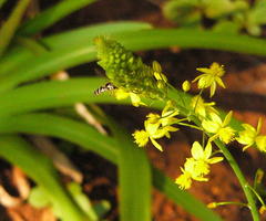 Ischiodon aegyptius