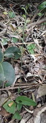 Habenaria arenaria