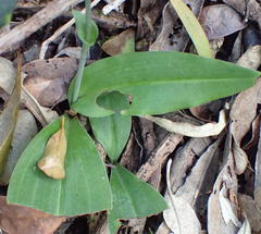 Habenaria arenaria