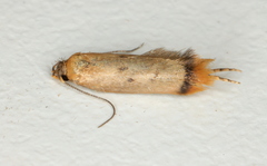 Aeolothapsa acrocosma
