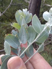 Acacia podalyriifolia