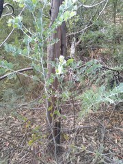 Acacia podalyriifolia