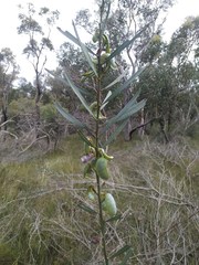 Acacia suaveolens