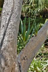 Aloidendron barberae