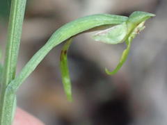 Habenaria arenaria