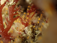 Pycnoclavella aurilucens