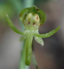 Habenaria arenaria
