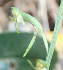 Habenaria arenaria