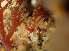 Pycnoclavella aurilucens