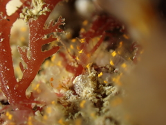 Pycnoclavella aurilucens