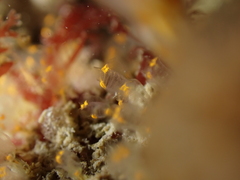 Pycnoclavella aurilucens